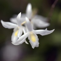 <i>Dendrobium crumenatum</i>  Sw.